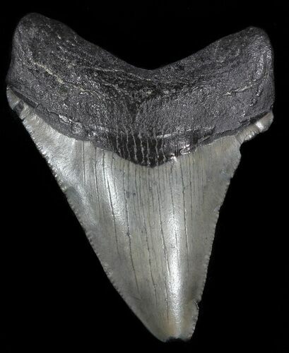 Juvenile Megalodon Tooth - South Carolina #49984